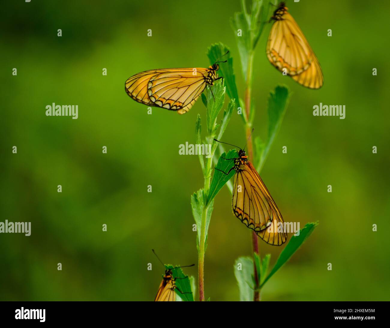 Schöner Schmetterling auf grünem Blatt. (Acraea issoria) gelber coster-Schmetterling. Stockfoto