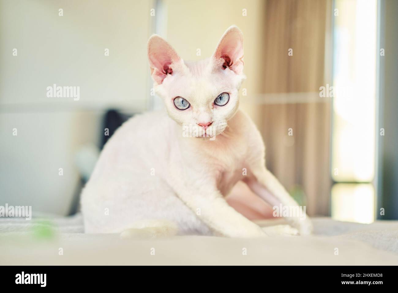 Sphynx Devon Rex aus der Nähe. Porträt eines Haustiers. Stockfoto