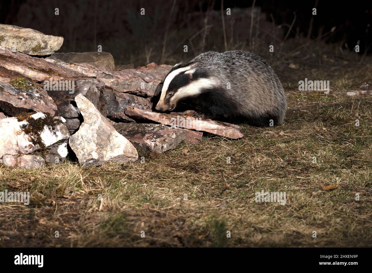 Europäischer Dachsmännchen, der am frühen Abend an einem kalten Wintertag in seinem Territorium nach Nahrung sucht Stockfoto