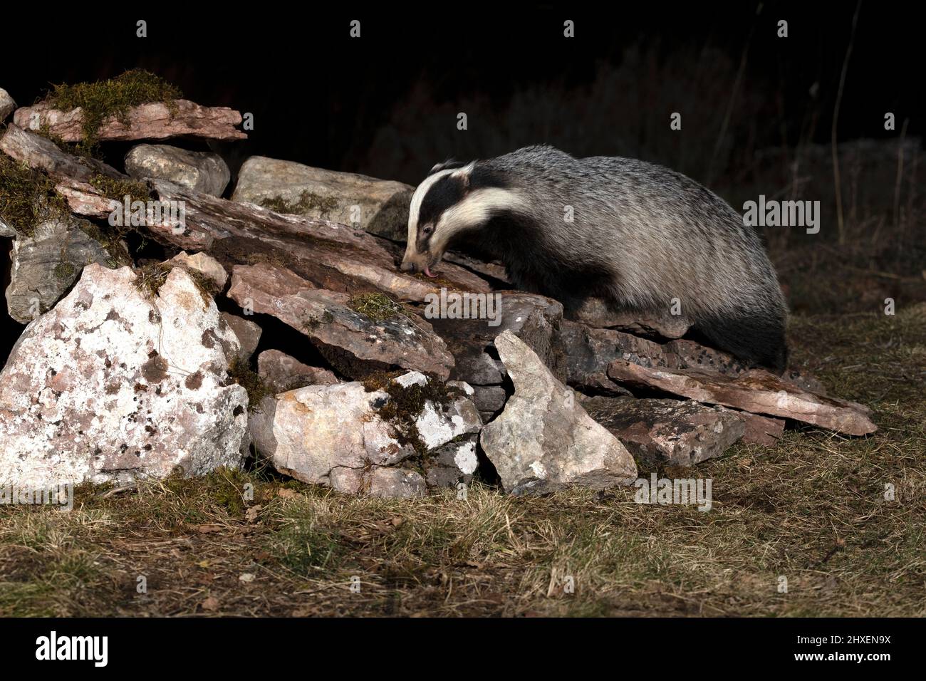 Europäischer Dachsmännchen, der am frühen Abend an einem kalten Wintertag in seinem Territorium nach Nahrung sucht Stockfoto