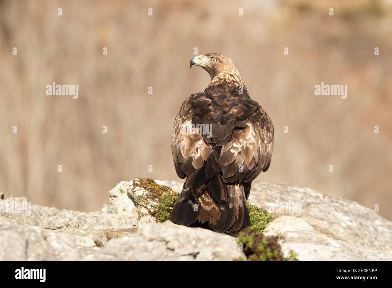 Erwachsener männlicher Steinadler in einer bergigen Gegend von Eichen und Felsen mit dem ersten Licht eines kalten Wintertages Stockfoto