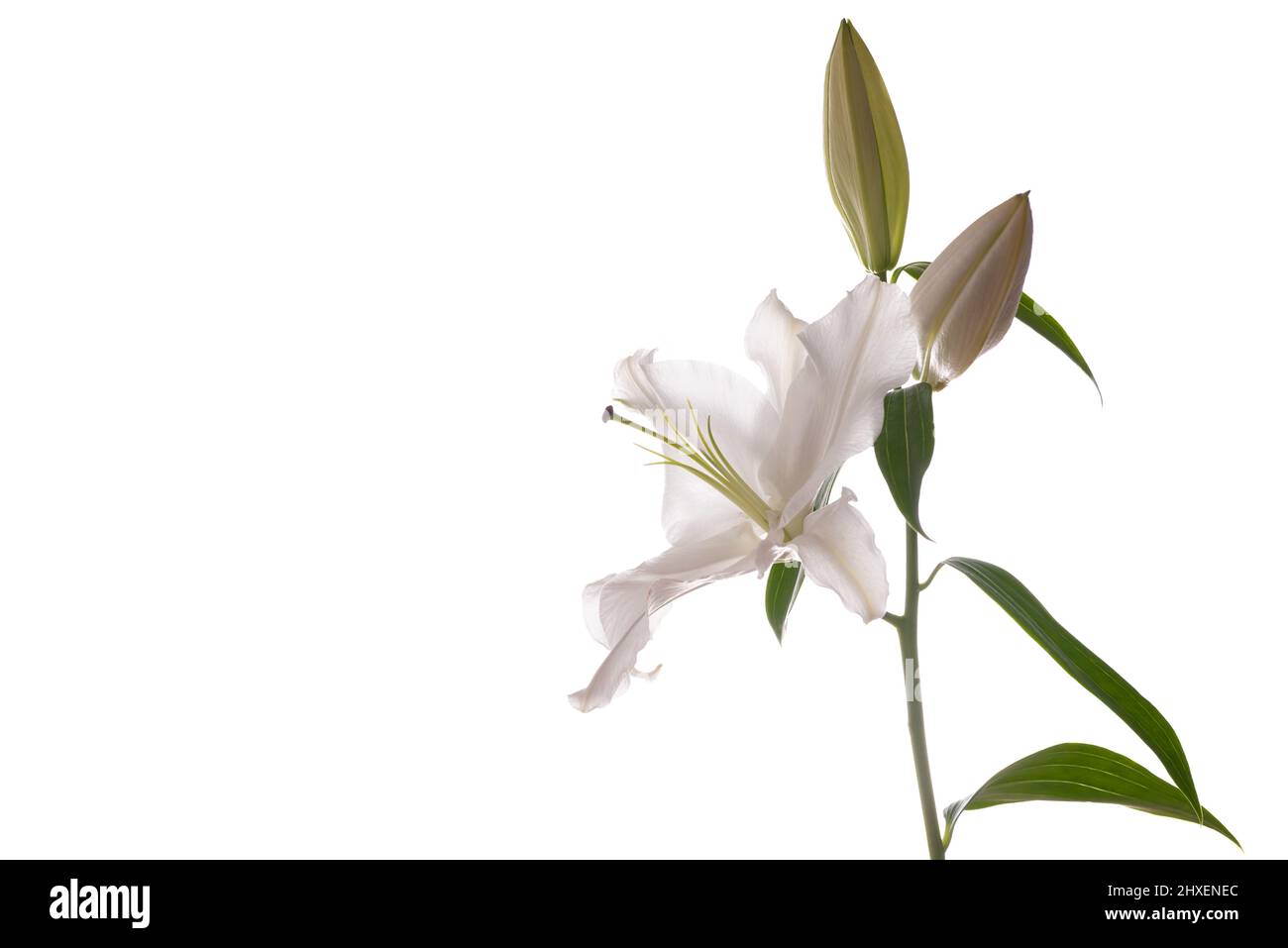 Hochtaste horizontale Aufnahme einer Lilienblume auf der Seite auf weißem Hintergrund mit Kopierfläche Stockfoto