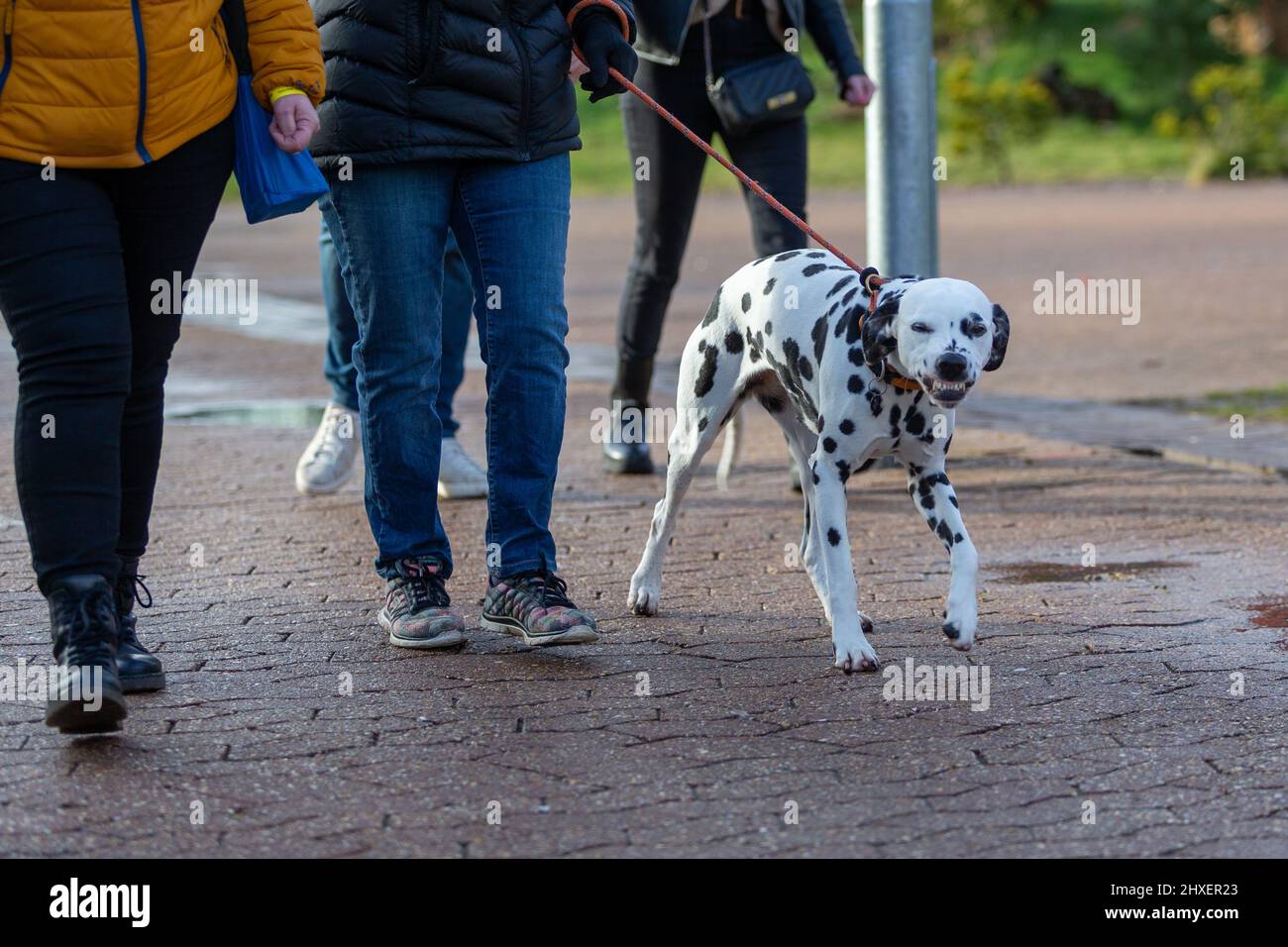 Birmingham, Großbritannien. 12. März 2022. Ein Hund lächelt für die Kamera, als Hunderte von Hunden für den dritten Tag bei Crufts 2022 ankommen. Kredit: Peter Lopeman/Alamy Live Nachrichten Stockfoto