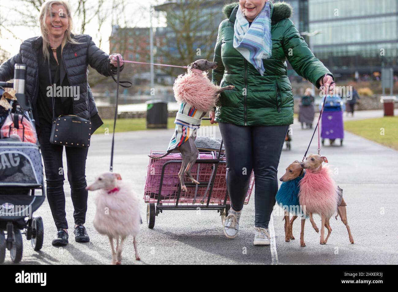 Birmingham, Großbritannien. 12. März 2022. Ein aufgeregter Hund springt auf, als Hunderte von Hunden für den dritten Tag auf der Crufts 2022 ankommen. Kredit: Peter Lopeman/Alamy Live Nachrichten Stockfoto