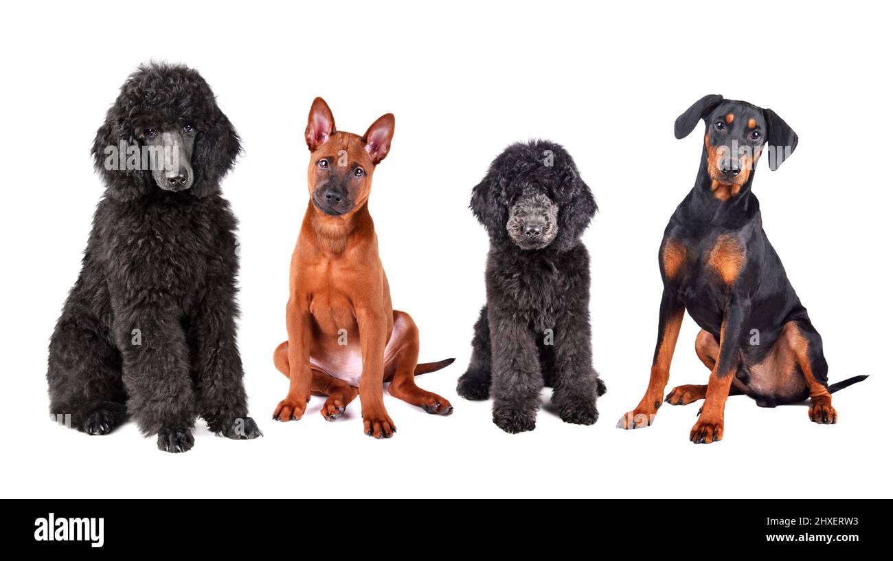 Gruppe von Hundewelpen auf weißem Hintergrund isoliert. Royal Pudel, Thai Ridgeback, Labradoodle und Deutscher Pinscher. Stockfoto