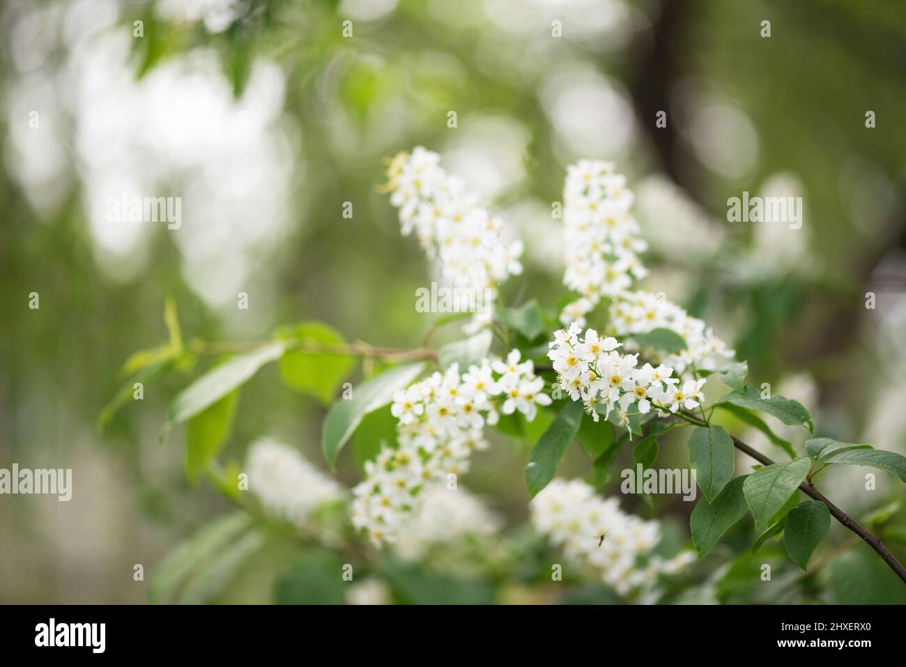 Vogelkirsche oder Hackberry (Prunus padus) Baum in voller Blüte. Weiße Blüten im Frühling, unscharf verwischter Hintergrund. Stockfoto