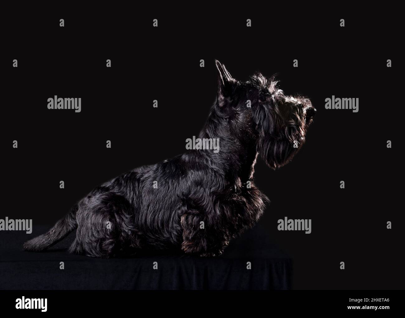 Sechs Monate alter Welpe von Scotch Terrier auf schwarzem Hintergrund Stockfoto