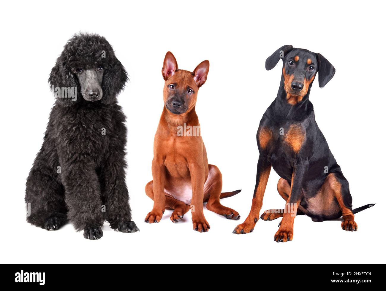 Gruppe von Hundewelpen auf weißem Hintergrund isoliert. Royal Pudel, Thai Ridgeback und deutscher Pinscher. Stockfoto