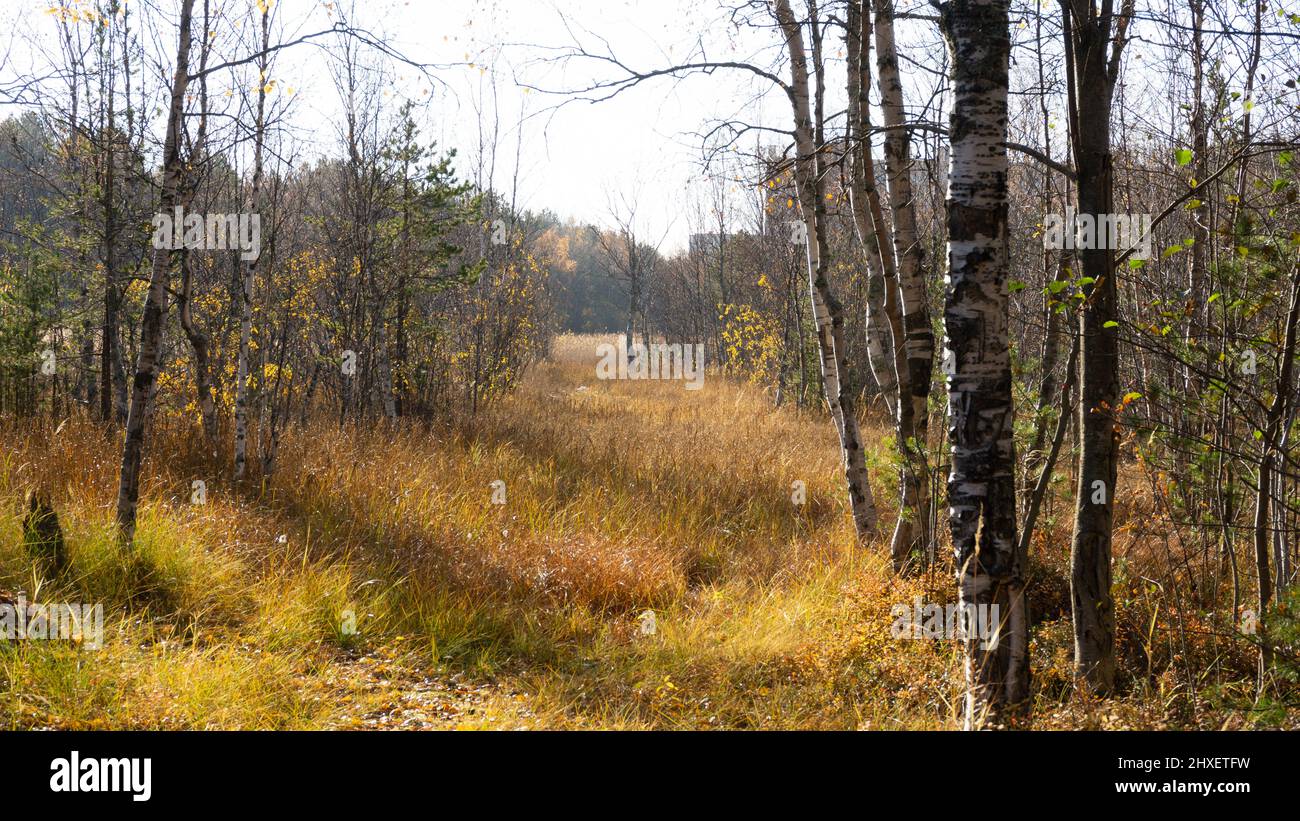 Herbstsumpf im Wald mit Bäumen ohne Laub. Russland, Nordwald mit Tannen und Birken Stockfoto