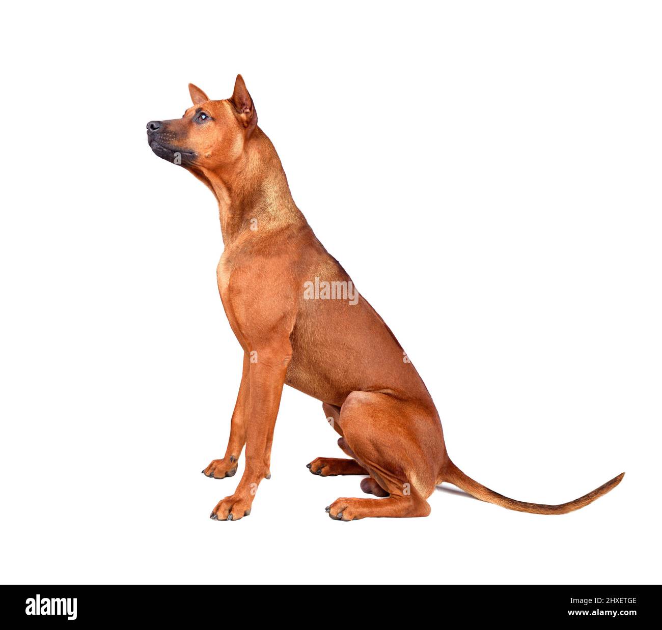 Sitzender junger roter Thai Ridgeback Hund isoliert auf weißem Hintergrund Stockfoto