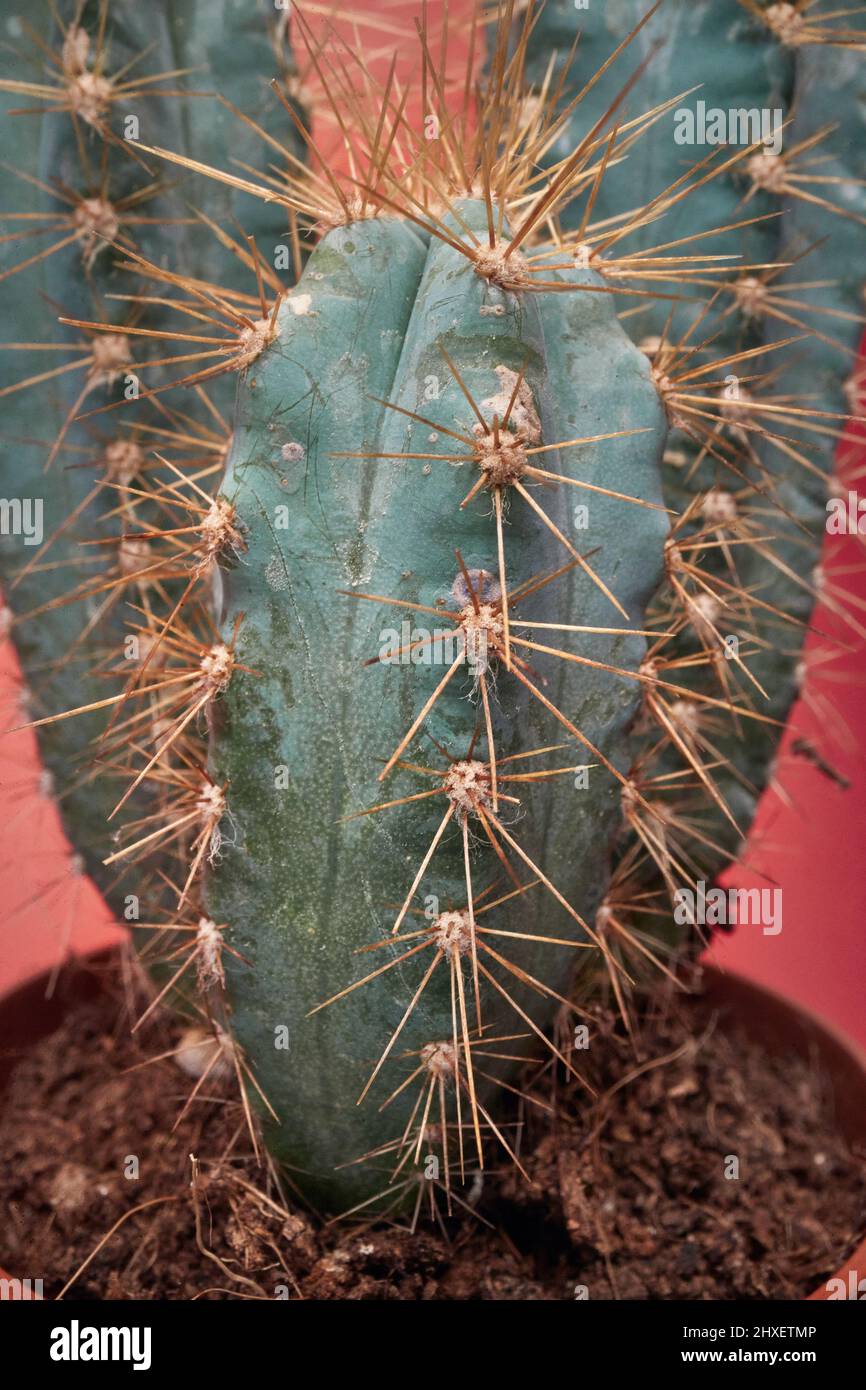 Cactus structure -Fotos und -Bildmaterial in hoher Auflsung  Alamy