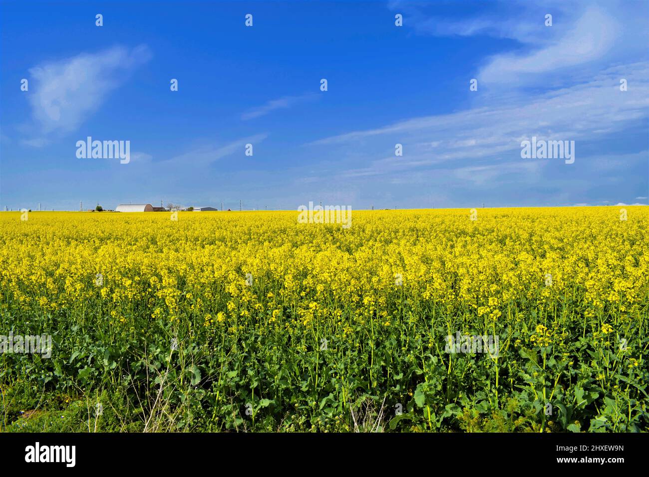 Ein Rapsfeld an einem hellen Tag Stockfoto