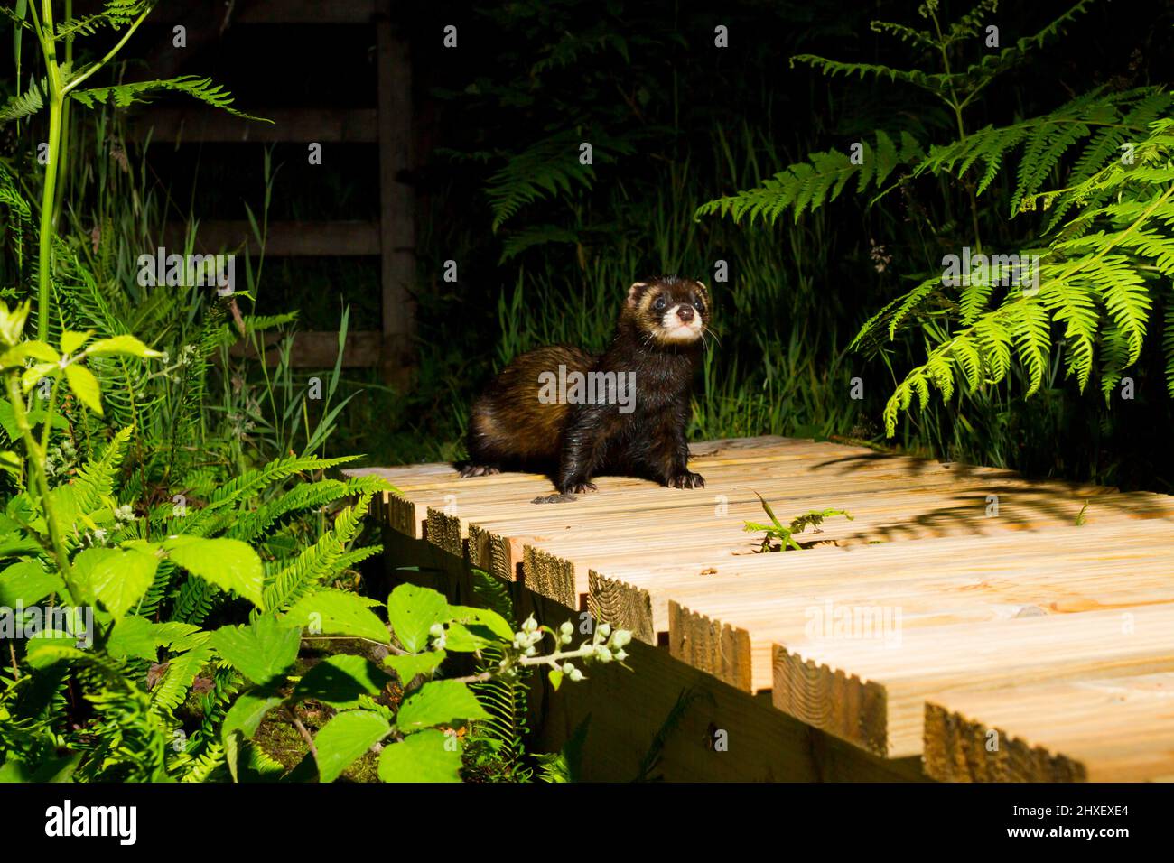 Polecat (Mustela putorius) Erwachsener auf einer Fußgängerbrücke. Powys Wales. Juli. Nachtaufnahme mit einer Kamerafalle. Stockfoto