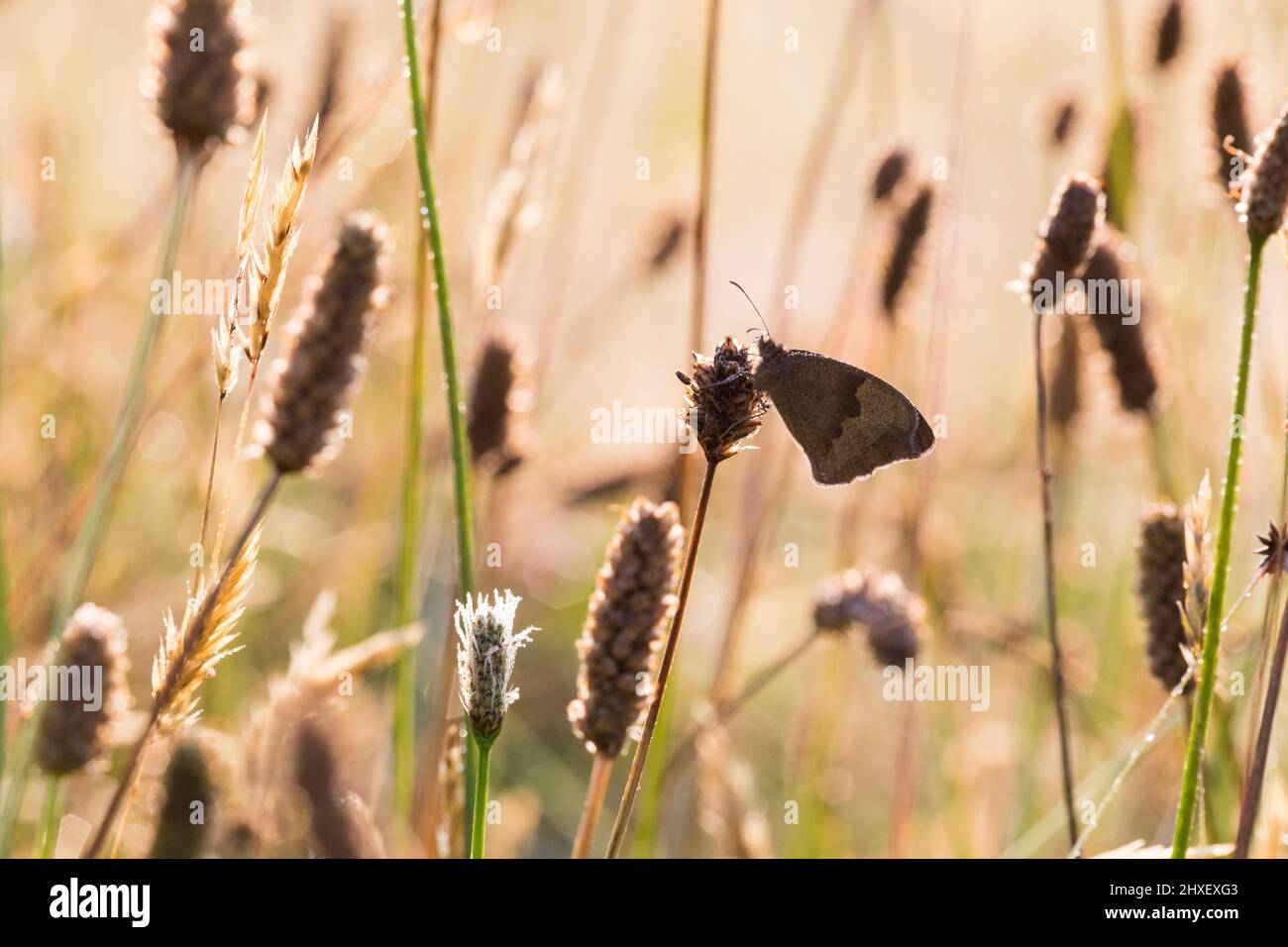 Wiese Brauner Schmetterling (Maniola jurtina) Erwachsene brüten auf einer Wiese an einem taufigen Morgen. Powys, Wales. Juli. Stockfoto