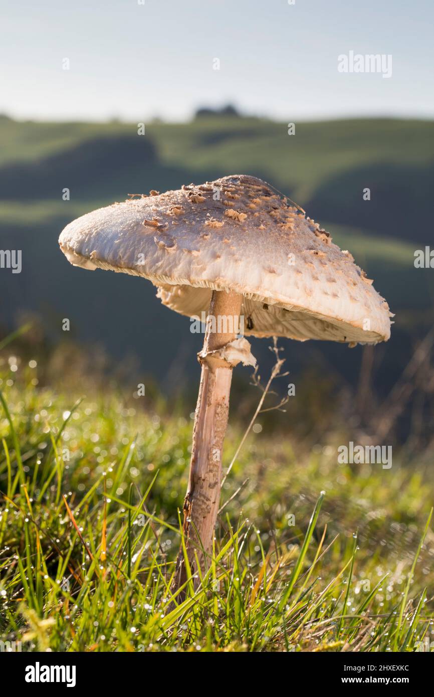 Sonnenschirm Pilz (Macrolepiota procera) wächst im Grasland. Powys, Wales. Oktober. Stockfoto