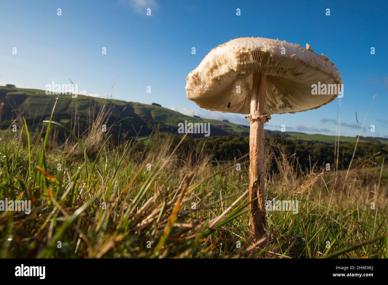 Sonnenschirm Pilz (Macrolepiota procera) wächst im Grasland. Powys, Wales. Oktober. Stockfoto