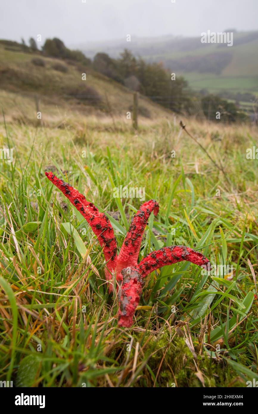 Devil's Fingers (Clathrus archeri) Pilz Fruchtkörper in Hügel Grasland. Powys, Wales. Oktober. Stockfoto