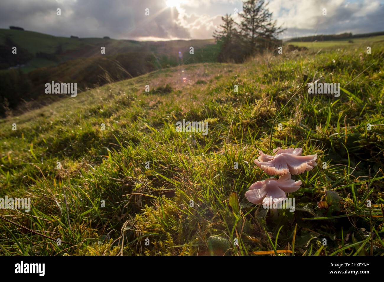 Rosa Wachskappe oder rosa Ballerina-Pilz (Porpolomopsis calyptriformis) Fruchtkörper, die im Grasland wachsen. Pwys, Wales. Oktober. Stockfoto