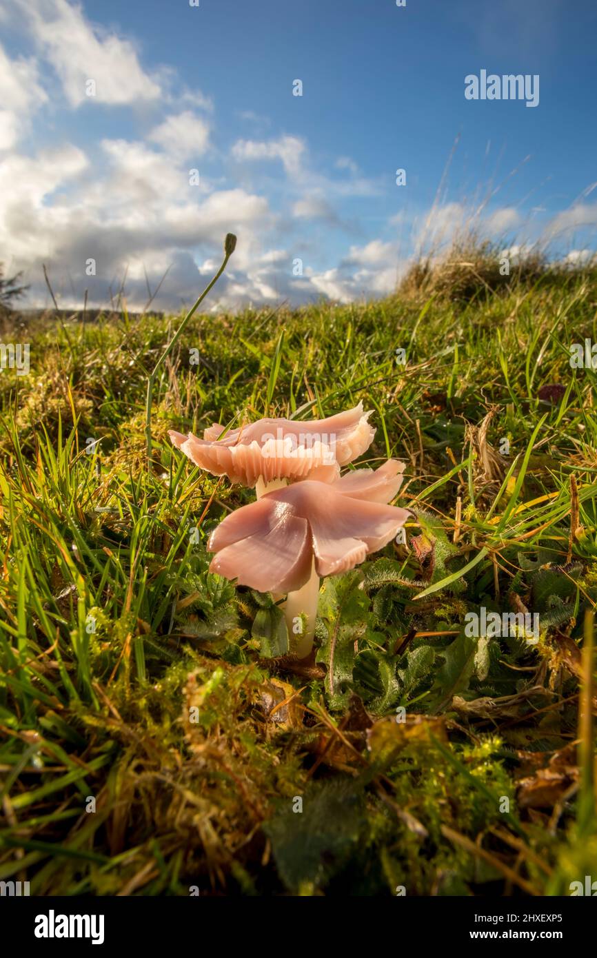 Rosa Wachskappe oder rosa Ballerina-Pilz (Porpolomopsis calyptriformis) Fruchtkörper, die im Grasland wachsen. Pwys, Wales. Oktober. Stockfoto