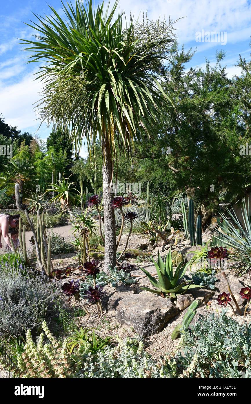 Tropische Pflanzen im ummauerten Garten im Cotswold Wildlife Park, Burford, Oxfordshire, England, Großbritannien Stockfoto