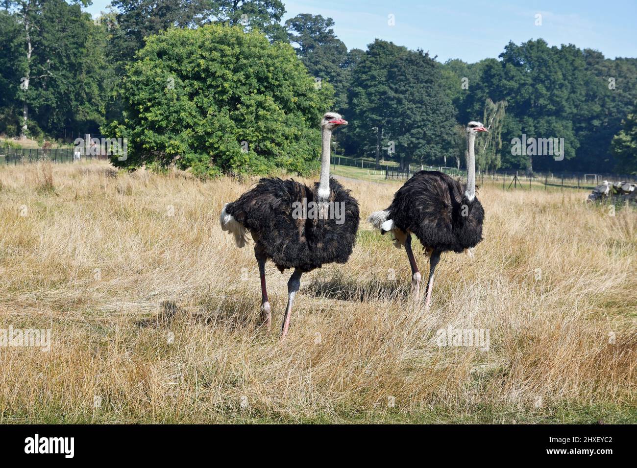 Strauße im Cotswold Wildlife Park, Burford, Oxfordshire, England, Großbritannien Stockfoto