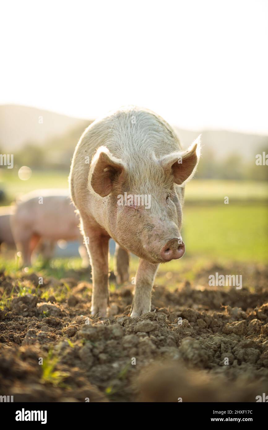 Schweine essen auf einer Wiese in einer Bio-Fleischfarm - Luftbild Stockfoto