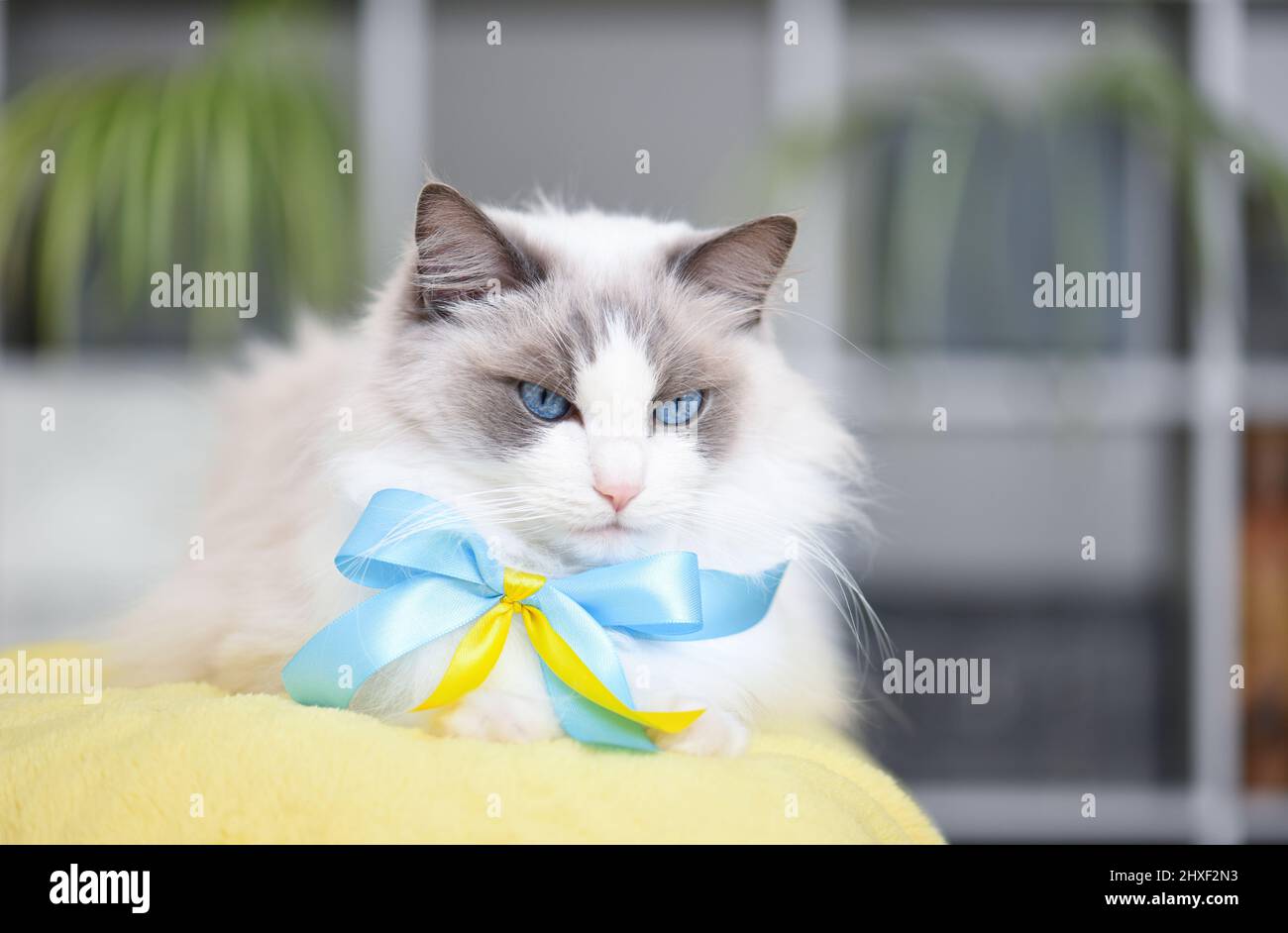 Blaue zweifarbige Ragdoll Katze mit blauen Augen und Band in blau und gelb in einem hellen Raum. Stockfoto