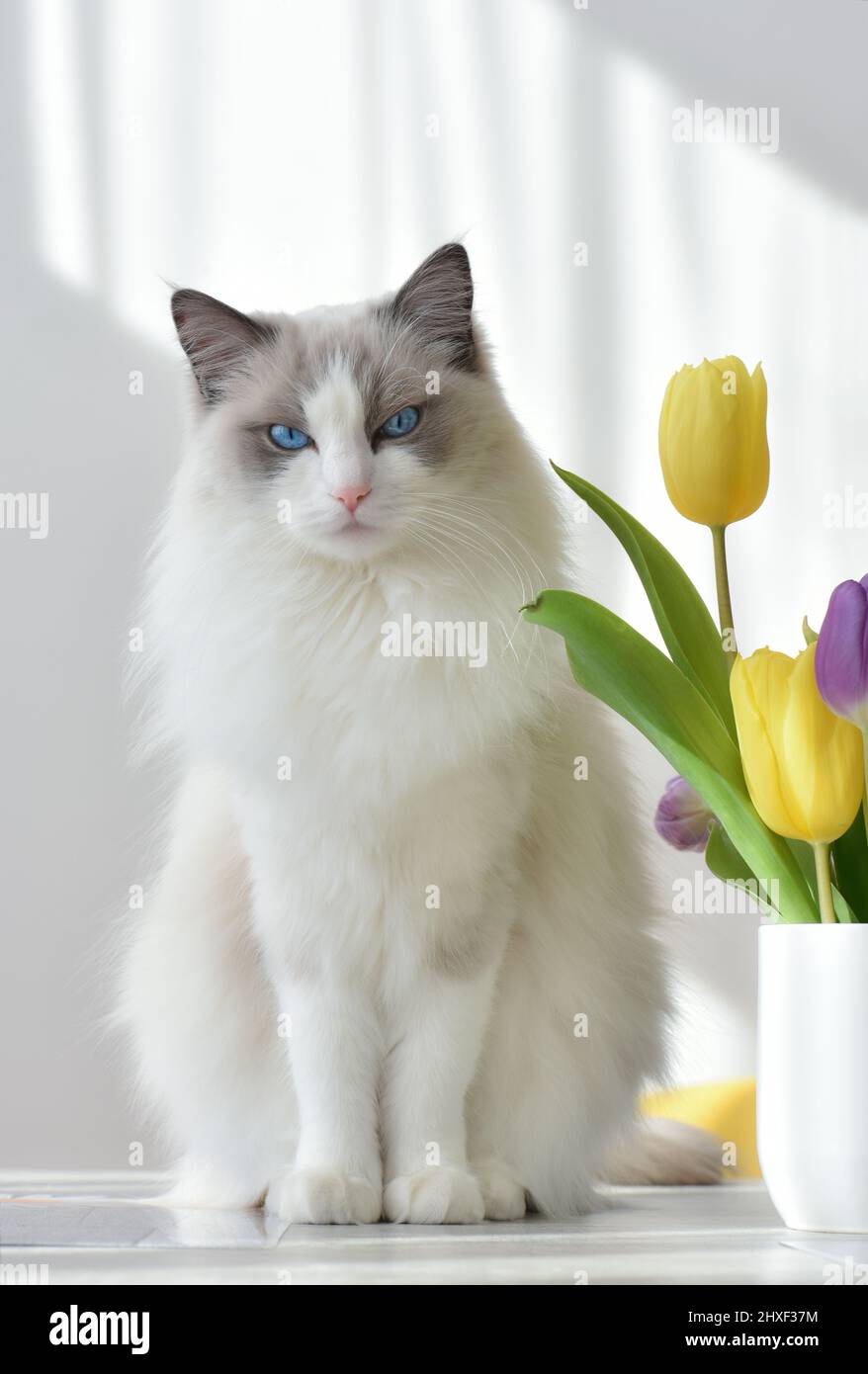 Schöne weiße blaue zweifarbige Ragdoll Katze mit blauen Augen sitzt auf dem Tisch in einem Sonnenlicht neben der Vase mit Tulpen. Stockfoto