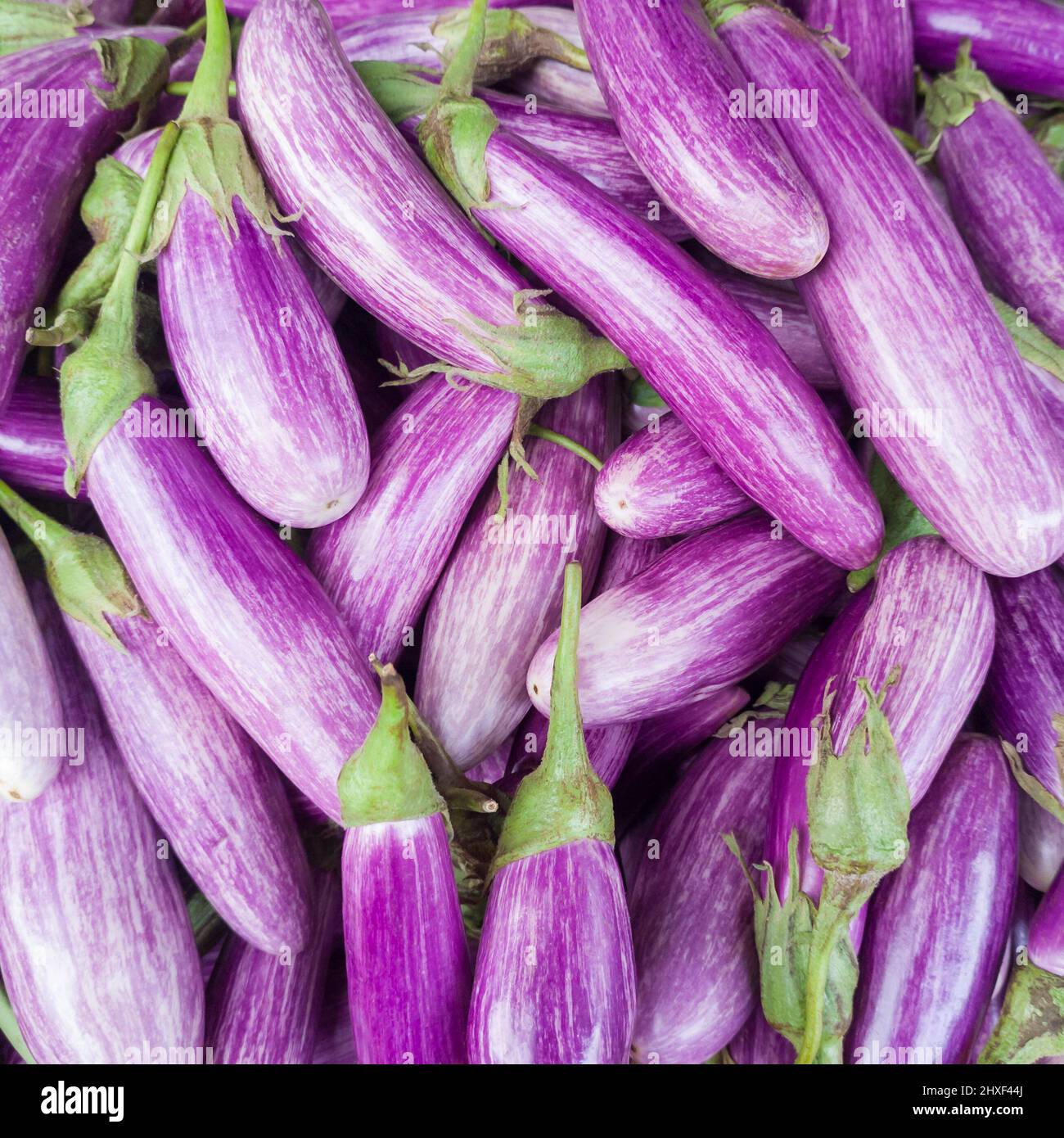 Haufen Auberginen oder brinjal, pflanzlicher Hintergrund, Nahaufnahme von oben in geringer Schärfentiefe Stockfoto