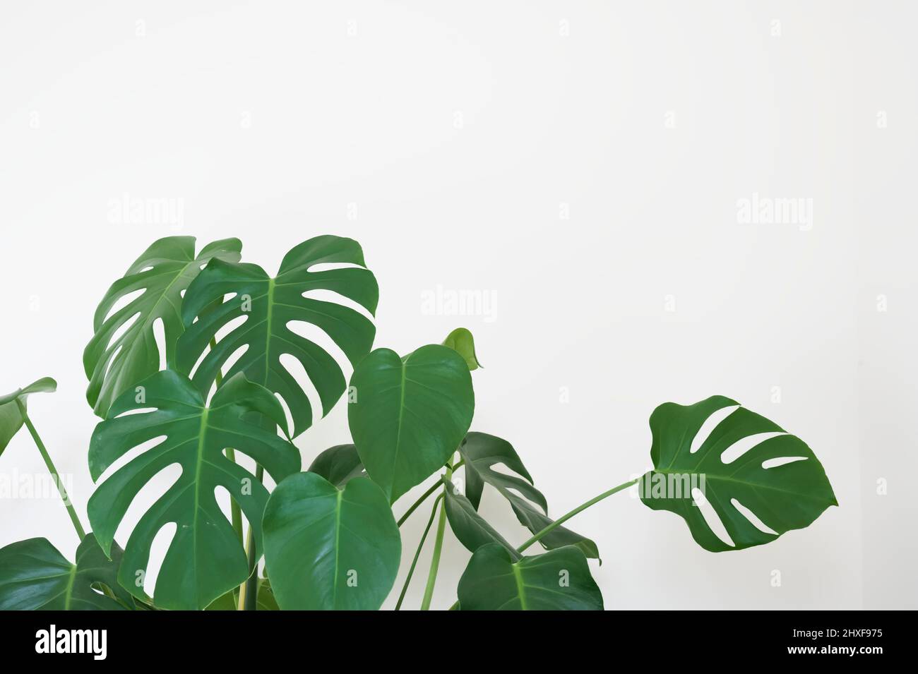 Monstera grüne Pflanze in weißem Topf in neutralem Dekor zu Hause Stockfoto