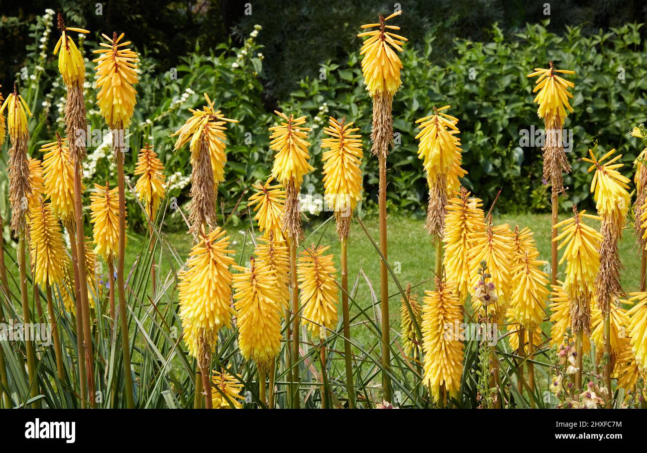 Auffallend gelbe Kniphofia oder Red-hot Poker in einer krautigen Grenze in Waterperry Gardens in Oxfordshire UK Stockfoto