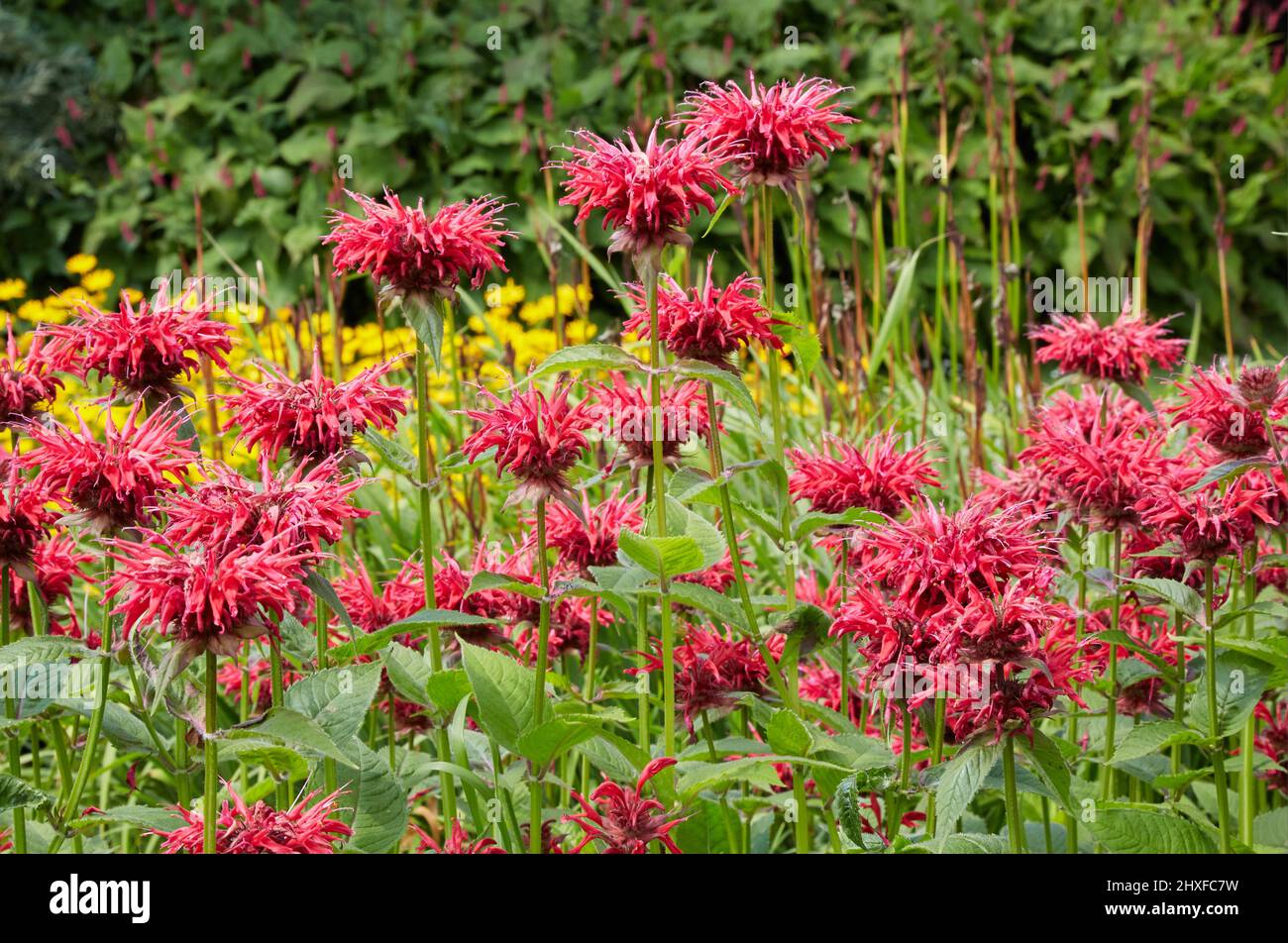 Auffallend rote Monarda Bergamotte oder Bienenbalsam an einer krautigen Grenze in Waterperry Gardens in Oxfordshire, Großbritannien Stockfoto