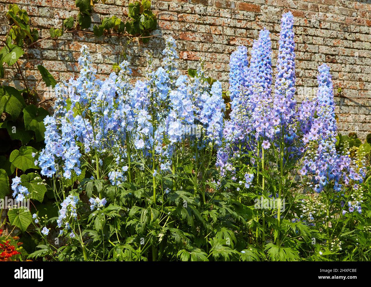 Blue Delphiniums an einer krautigen Grenze bei Waterperry Gardens in Oxfordshire, Großbritannien Stockfoto