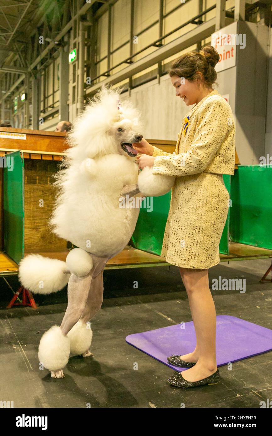 Gepflegter Pudelhund auf der Crufts Dog Show 2022 Stockfoto