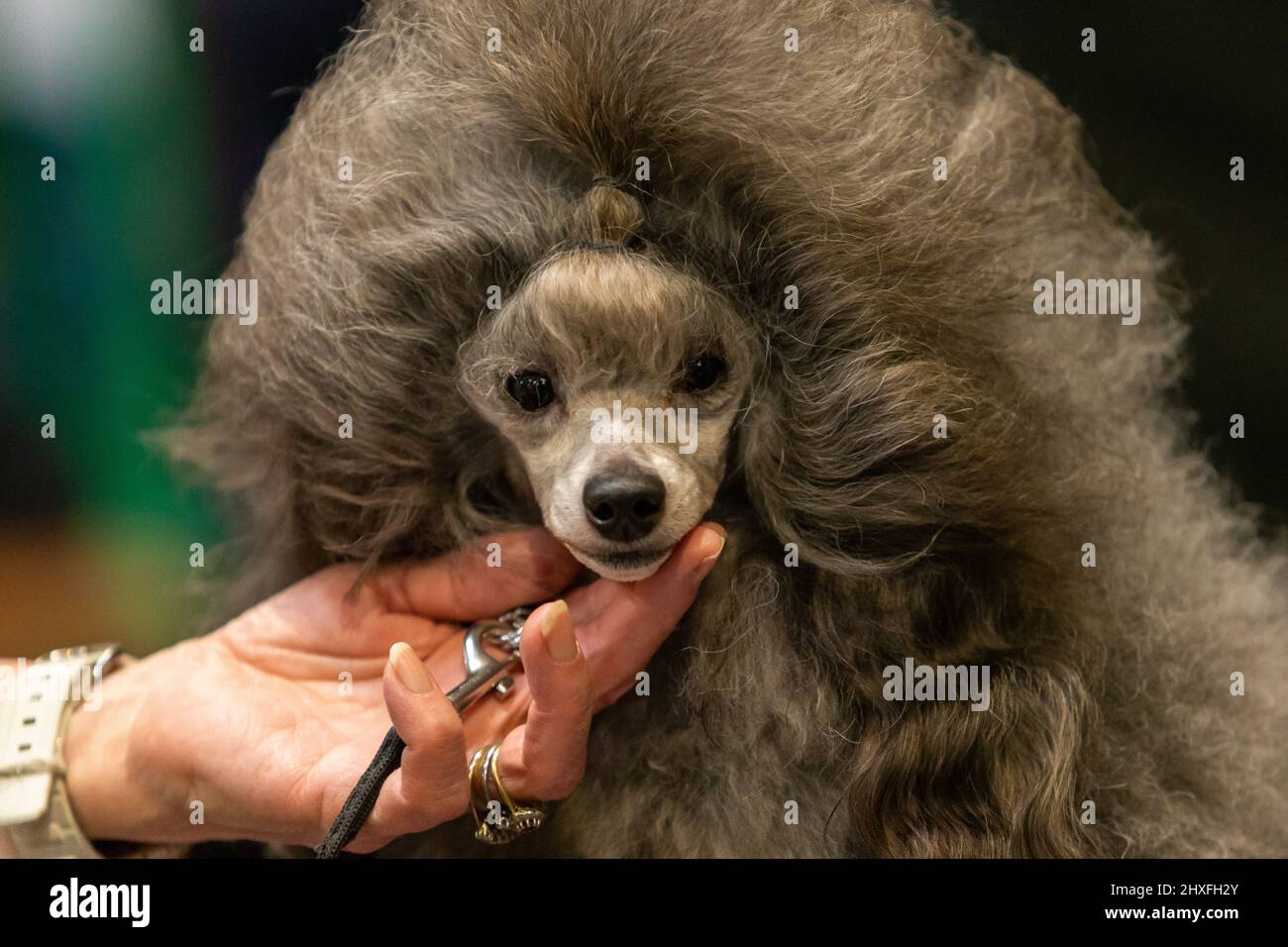 Gepflegter Pudelhund auf der Crufts Dog Show 2022 Stockfoto