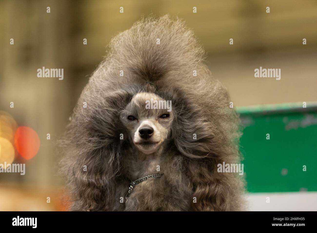 Gepflegter Pudelhund auf der Crufts Dog Show 2022 Stockfoto