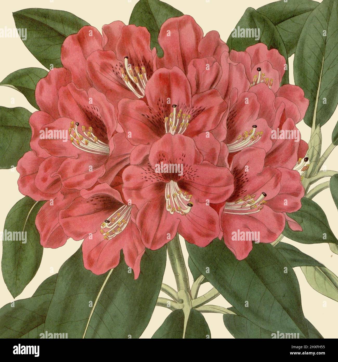 Curtis's Botanical Magazine. London, New York [etc.] :Academic Press [etc.] http://biodiversitylibrary.org/page/466020 Stockfoto