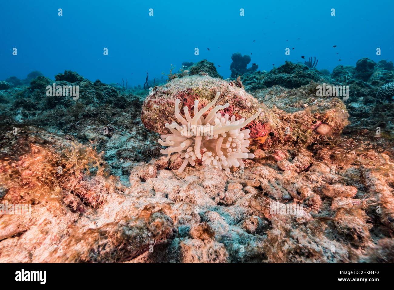 Meereslandschaft mit Meeresanemone im Korallenriff des Karibischen Meeres, Curacao Stockfoto
