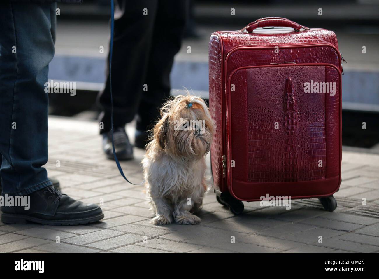 LVIV, UKRAINE - 11. MÄRZ 2022 - Ein Hund bleibt an einem roten Koffer auf dem Bahnsteig, während Menschen, die vor der russischen Invasion fliehen, auf einen Evakuierungszug warten Stockfoto