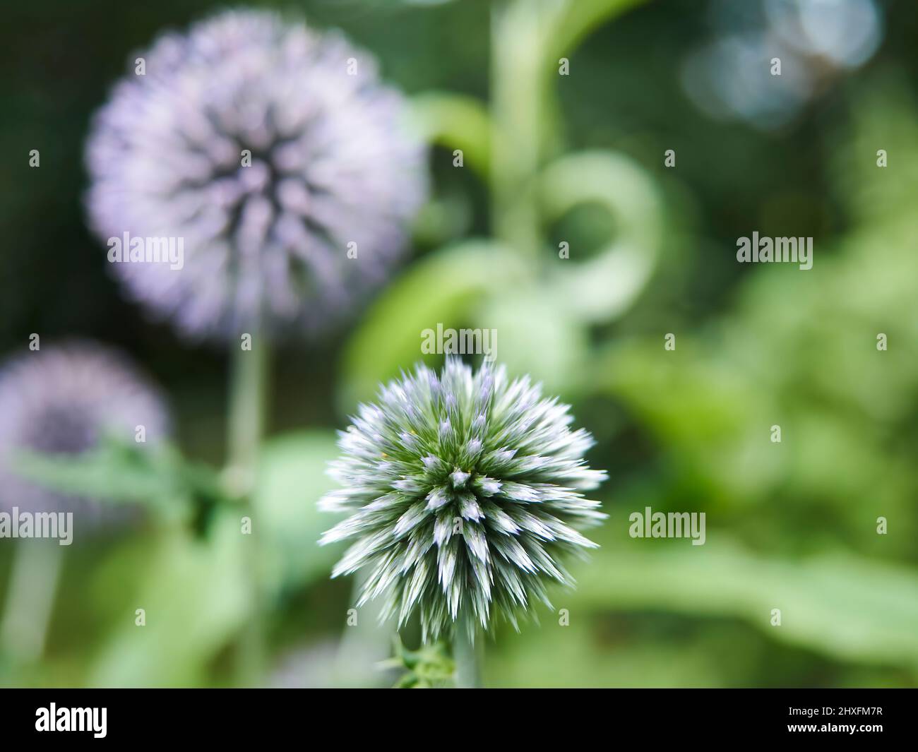 Eine kleine Gruppe von spitzen, geometrischen Globendisteln, sanften Violett- und Grüntönen, die sich gegenseitig ergänzen, mit einem stark defokussierten Hintergrund. Stockfoto