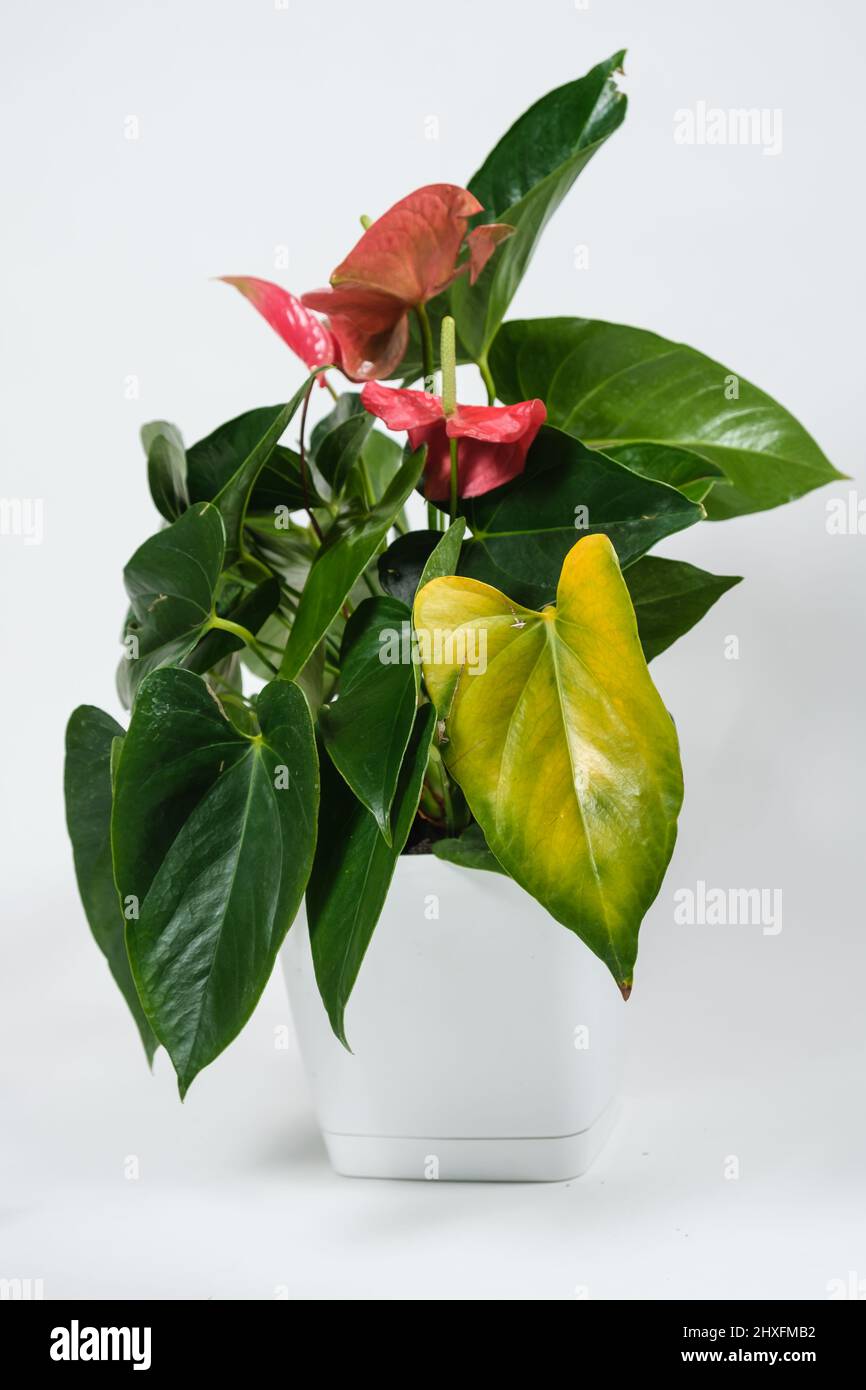 Vergilbtes Blatt der Zimmerpflanze Anthurium. Krankheiten der Blumen,  Mangel an Sonnenlicht und Dngemitteln Stockfotografie - Alamy