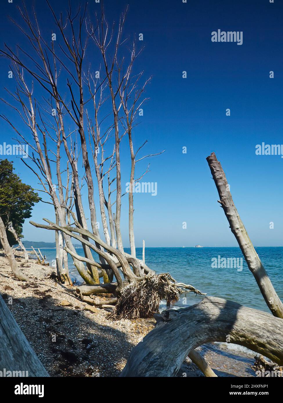 Skelett gebleichte tote Bäume an der Küste, überschwemmt vom eindringenden Meer, unter tiefblauem Himmel am Strand von Bembridge. Stockfoto
