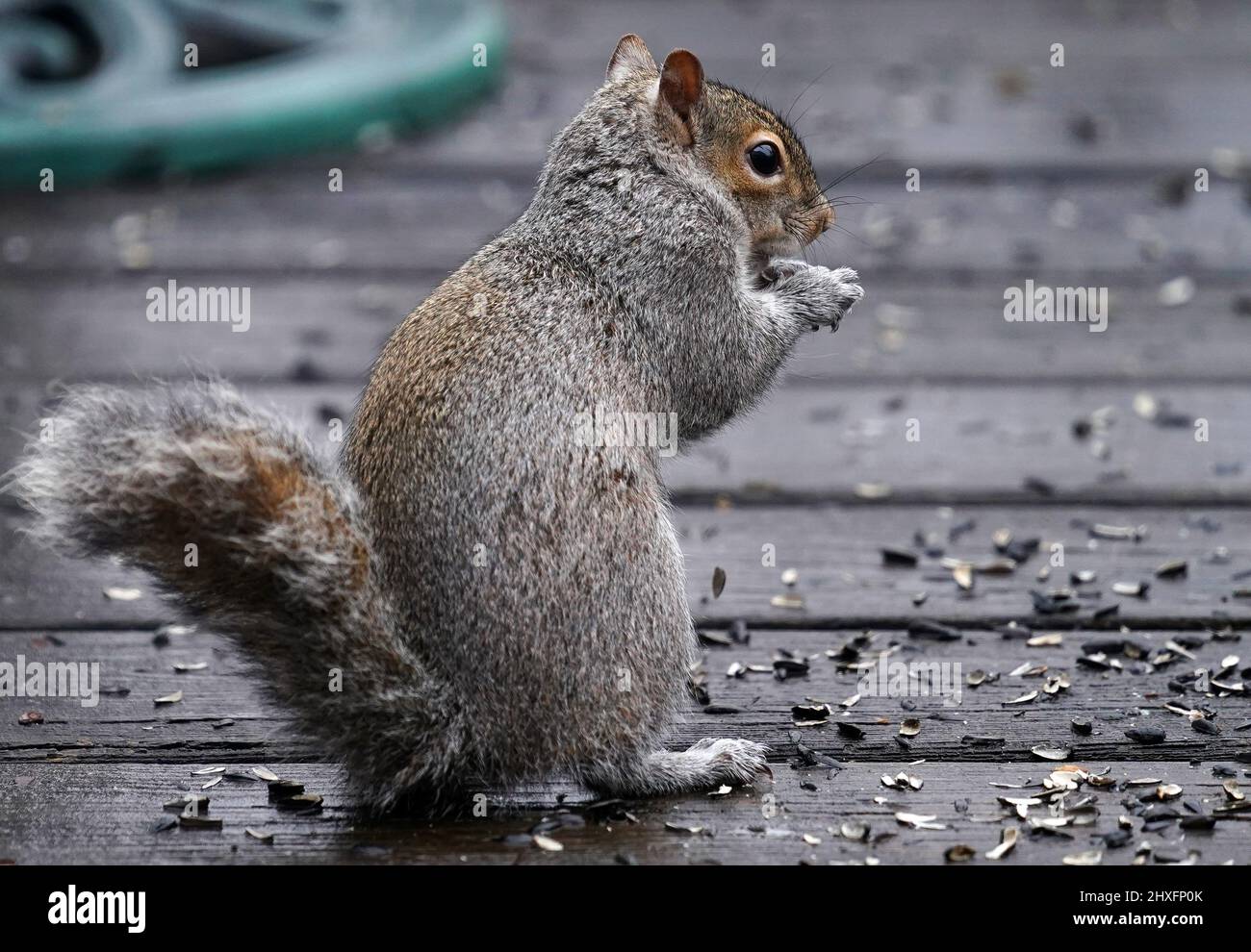 Eichhörnchen steht auf dem nassen Deck Stockfoto