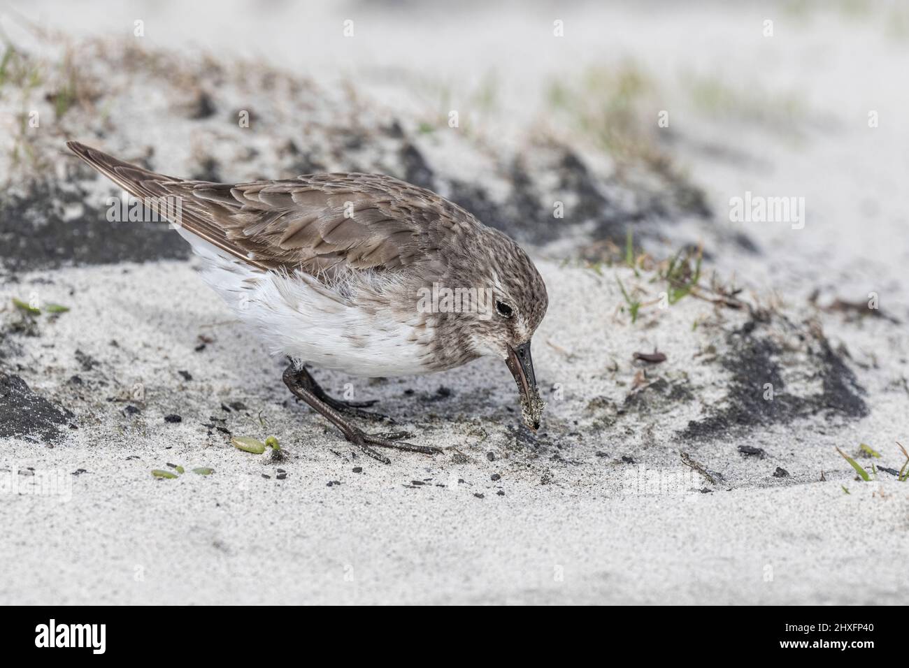 Weiß rumped Sandpiper Stockfoto
