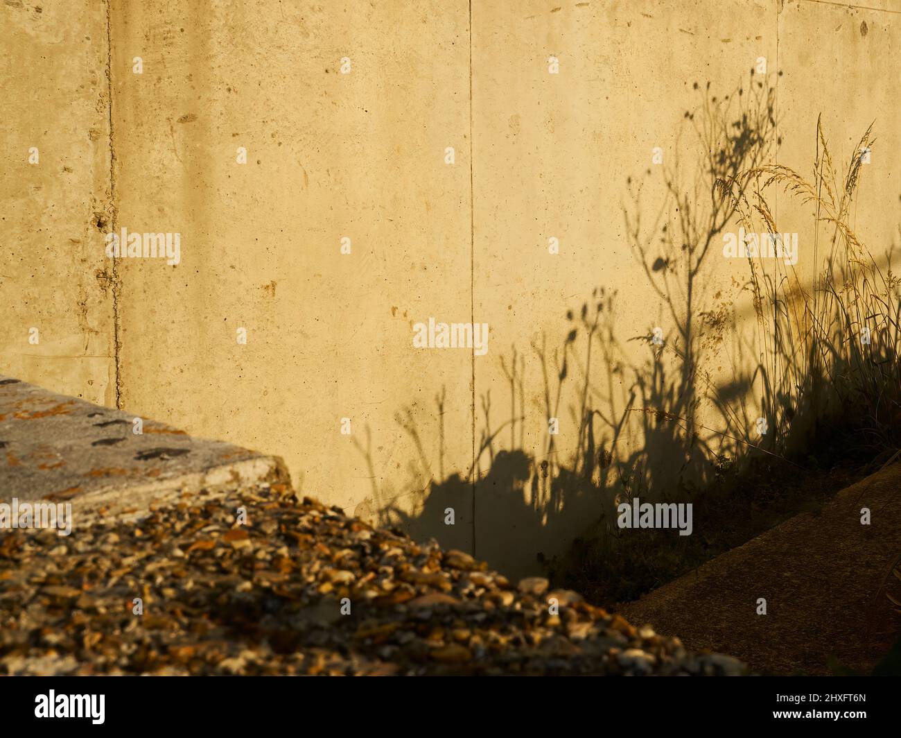 Eine tiefere Sonne wirft die scharfen, verschlungenen Schatten einer kleinen Gruppe von schrubbbbbeligen Hosen auf eine warm beleuchtete Betonwand. Stockfoto