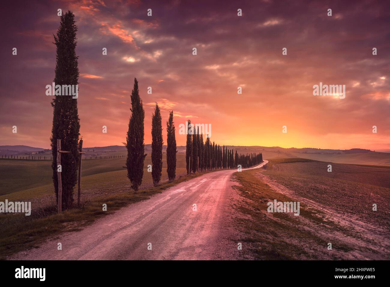 Zypressen gesäumte Straße in der Landschaft der Toskana nach Sonnenuntergang. Ville di Corsano, Siena, Italien Stockfoto
