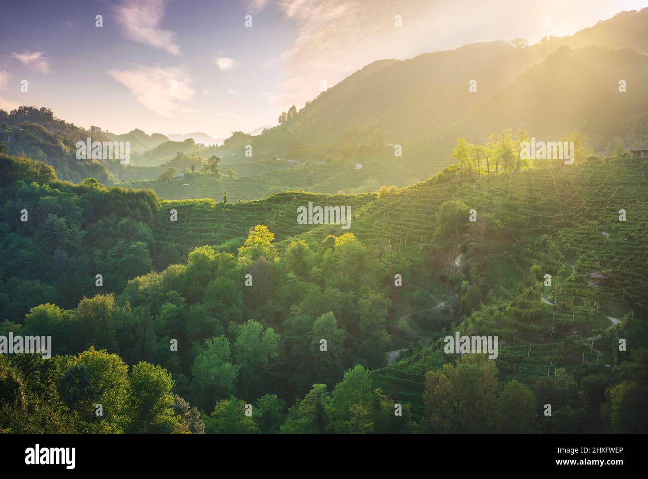 Prosecco Hills, wilde Landschaft mit steilen Weinbergen bei Sonnenuntergang. Unesco-Weltkulturerbe. Farra di Soligo. Region Venetien, Italien, Europa. Stockfoto