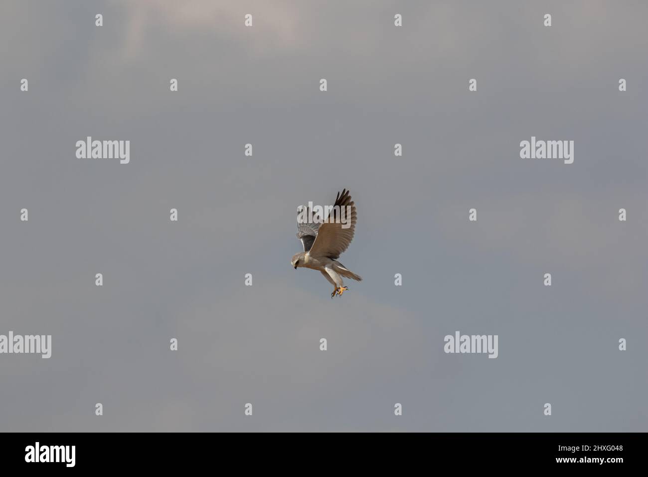 Schwarzflügeliger Drachen im Flug, Krüger-Nationalpark Stockfoto