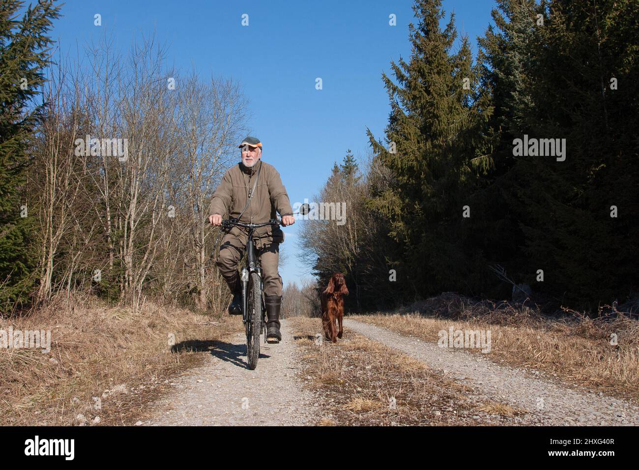 Der Frühling ist da und ein Jäger fährt mit seinem Fahrrad durch den Wald, begleitet von seinem irischen Setter-Jagdhund. Stockfoto