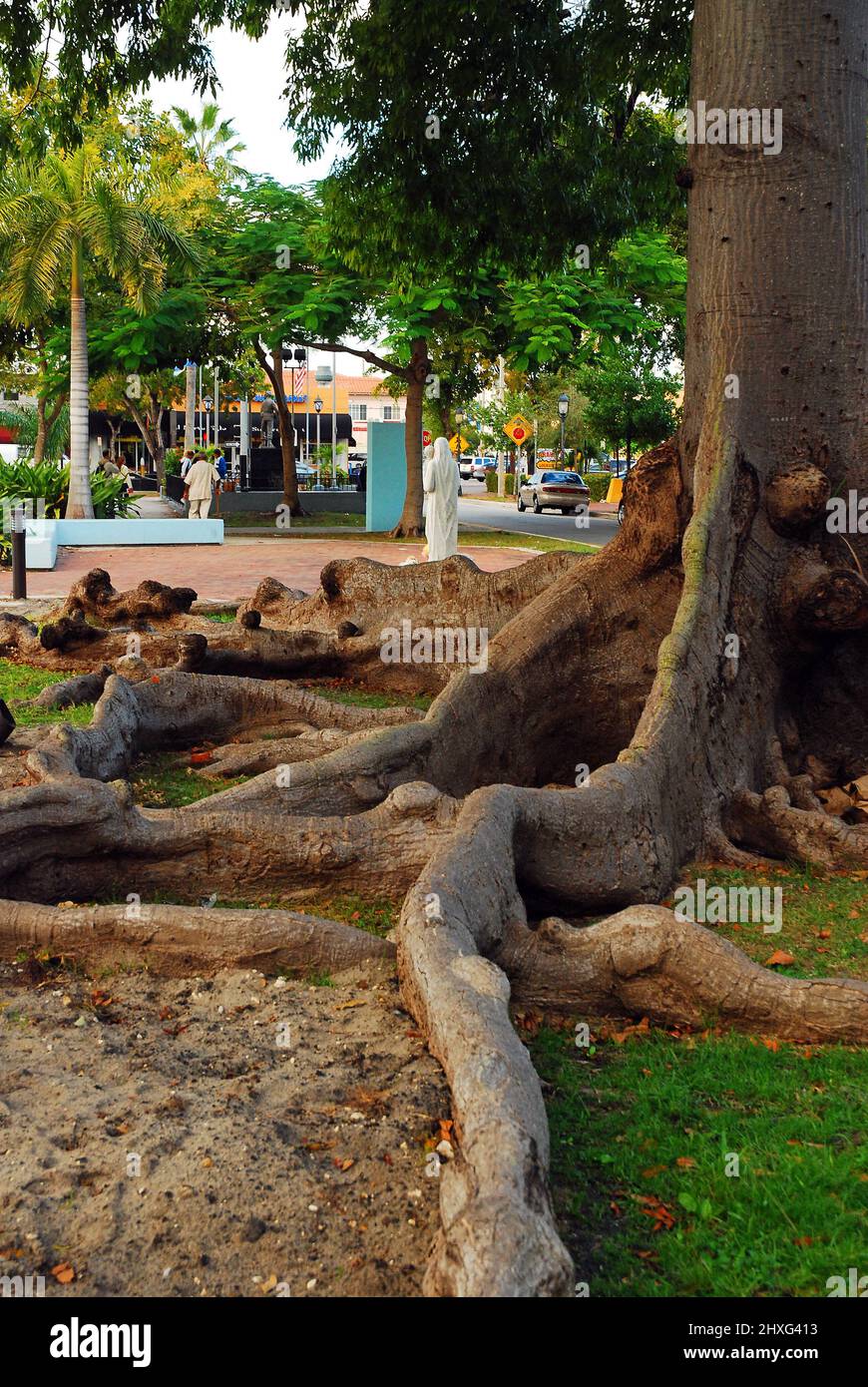 Die langen Wurzeln eines tropischen banyan-Baumes im Viertel Calle Ocho in Miami Stockfoto